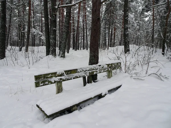 Snow covered bench in winter pine forest.