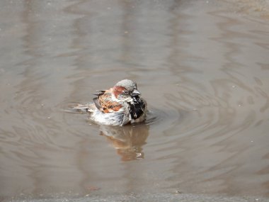 Bahar neşe dolu serçesi çamurlu bir su birikintisinde yıkanır, kopyalama alanı. Yüksek kalite fotoğraf