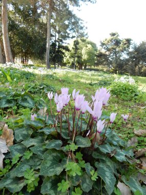 Orman açıklığında bahar pembesi çiçekli siklamanlar. Yüksek kalite fotoğraf