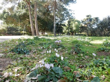 Orman açıklığında bahar pembesi çiçekli siklamanlar. Yüksek kalite fotoğraf