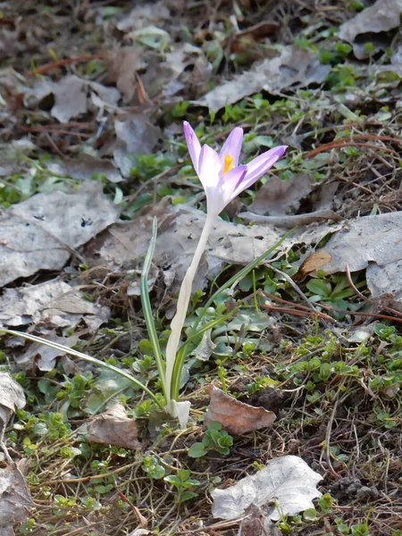 Spring saffron crocus among last years grass, selective focus