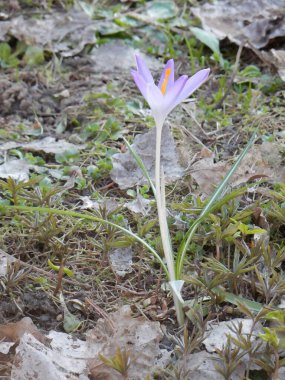 Geçen yılların arasında bahar safranı, çimenler, seçici odak