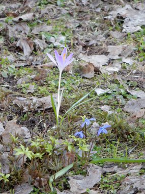 Geçen yılların arasında bahar safranı, çimenler, seçici odak