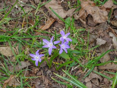 Ormanda bahar mavisi çiçekli bir çalılık. Yüksek kalite fotoğraf