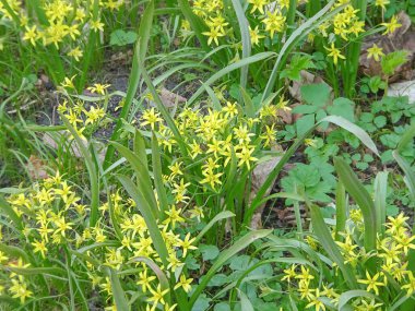 Yavru ördek fiyonkunun doğal bitki arka planı. Yüksek kalite fotoğraf