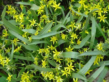 Yavru ördek fiyonkunun doğal bitki arka planı. Yüksek kalite fotoğraf