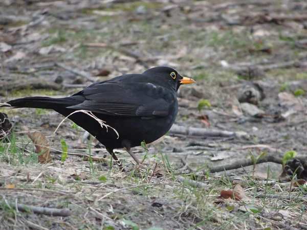 Blackbird Med Gul Näbb Vårgräsmatta Selektivt Fokus Högkvalitativt Foto — Stockfoto