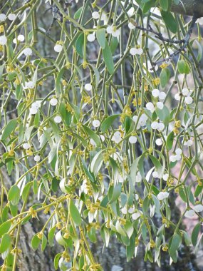 Bahar ağacında beyaz böğürtlenli ökseotu, seçici bir odak noktası. Yüksek kalite fotoğraf