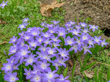 Mavi Chionodoxa Luciliae çiçeklerinin bahar çiçekleri, seçici odaklanma. Karın ihtişamı mı yoksa Lucile 'in karın ihtişamı mı?.