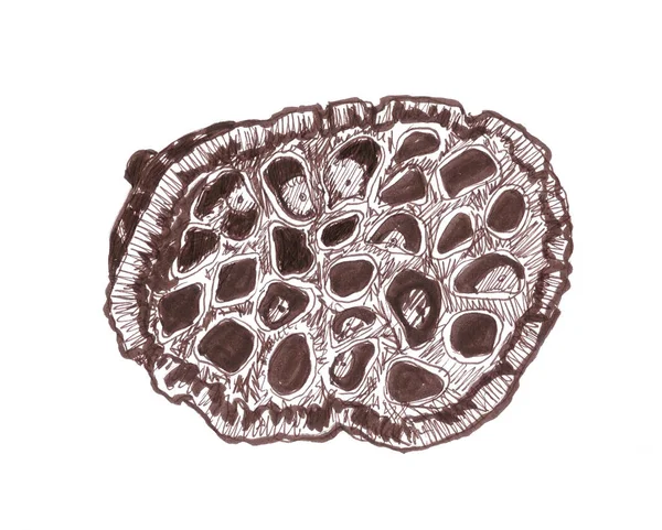 Сухой Бутон Лотоса Семенами Графический Монохромный Рисунок Ботанический Набросок Высокое — стоковое фото