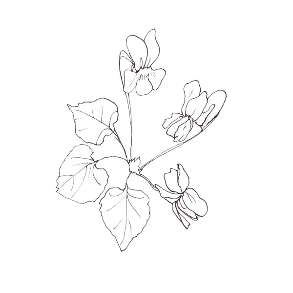 Viola Odorata Violet Flower Graphic Linear Drawing White Background Botanical — Stock Photo, Image