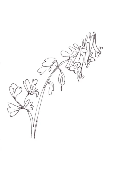 Corydalis First Spring Lilac Forest Flowers Graphic Linear Monochrome Drawing — Stock Photo, Image