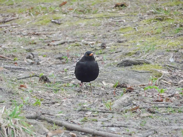 Blackbird Med Gul Näbb Vårgräsmatta Selektivt Fokus Högkvalitativt Foto — Stockfoto