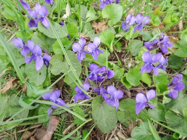 Bahar parkında çiçek açan menekşe. Viola odorata. Seçici odaklanma. Yüksek kalite fotoğraf