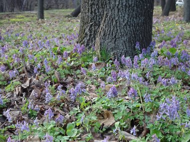 Corydalis, ilk bahar leylak ormanı çiçekleri, seçici odak noktası. Yüksek kalite fotoğraf