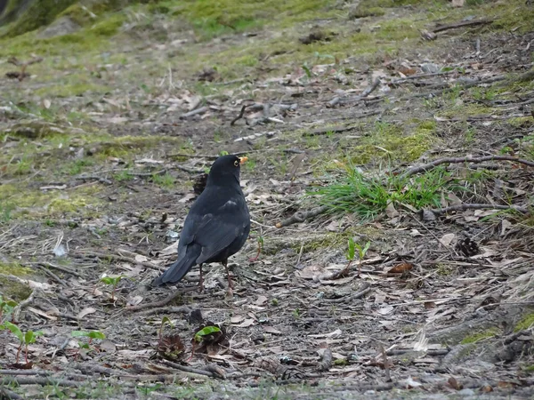 Blackbird Yellow Beak Spring Lawn Selective Focus High Quality Photo — Stock Photo, Image