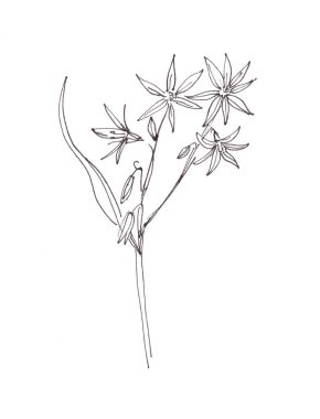 Yaylı kaz yayı, beyaz arka planda grafik siyah beyaz çizim, botanik çizim. Yüksek kaliteli illüstrasyon