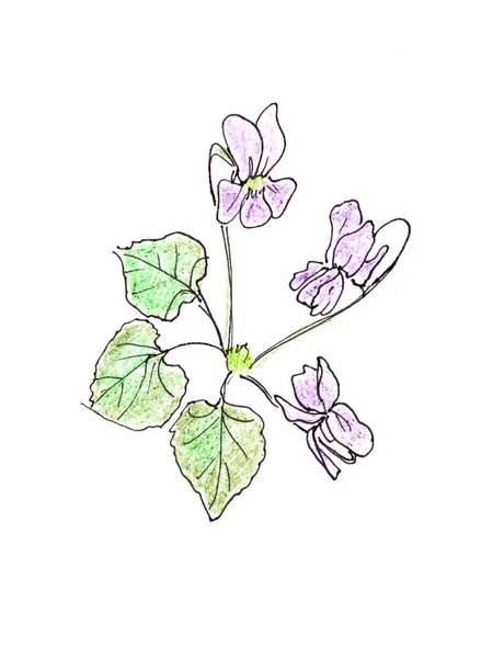 Viola Odorata Violette Bloem Grafische Lineaire Tekening Een Witte Achtergrond — Stockfoto