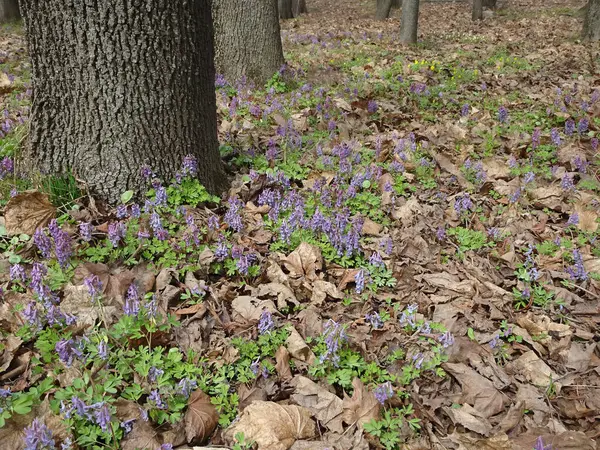 仙人掌 春季首次开紫丁香花 选择重点 高质量的照片 — 图库照片