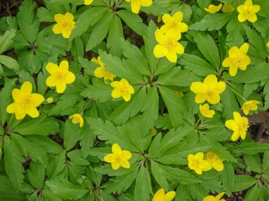 Anemone ranunculoides, sarı anemon, sarı ahşap anemon, düğün çiçeği şakayığı doğal arka plan, seçici odak