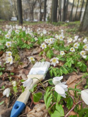 Beyaz boya fırçası ve beyaz orman şakayıkları, bahar konsepti, seçici odaklanma. Yüksek kalite fotoğraf