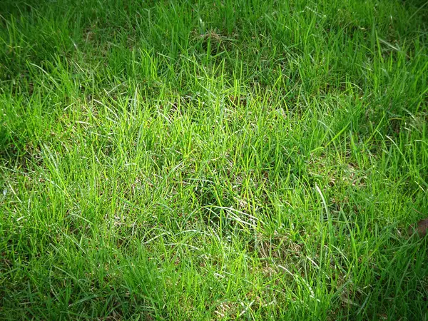 Natural Background Green Young Grass Spring Concept Selective Focus High — Stock Photo, Image