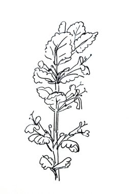 Zeminde sarmaşık, solungaç, sürünen Charlie, alehoof, kedi ayağı, tarla merhemi, ve kaçak-robin, beyaz arka planda grafik siyah-beyaz çizim. Yüksek kaliteli illüstrasyon