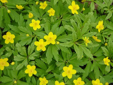 Anemone ranunculoides, sarı anemon, sarı ahşap anemon, düğün çiçeği şakayığı doğal arka plan, seçici odaklanma. Yüksek kalite fotoğraf