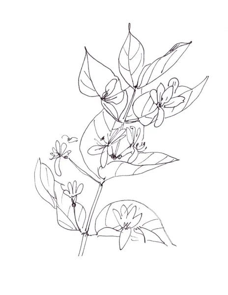 Blommande Vilda Kaprifol Grafiskt Svart Och Vit Teckning Vit Bakgrund — Stockfoto