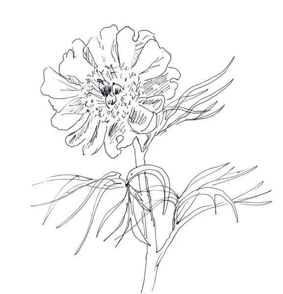 mountain peony, graphic black and white sketch on a white background. High quality illustration