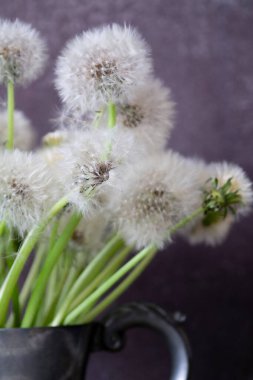 Koyu arkaplanda beyaz tüylü karahindiba demeti, seçici odak, kopyalama alanı