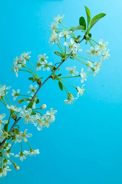 Blooming cherry branch on blue sky background — Stok Foto