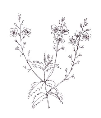 Speedwell, kuş gözü, çingene otu, mavi yaz çiçekleri, botanik çizimi, beyaz arka planda siyah beyaz çizim.
