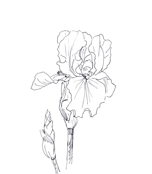 Iris floreciente, dibujo lineal gráfico en blanco y negro sobre fondo blanco — Foto de Stock