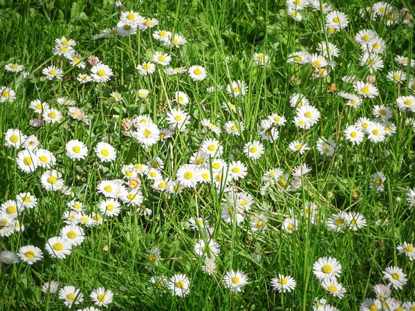 Natural Textured Background Daisies Fresh Green Grass Selective Focus High — Stock Photo, Image