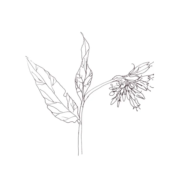 Comfrey Graphic Black White Sketch White Background High Quality Illustration — Stock Photo, Image