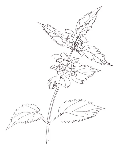 Álbum Lamium Comúnmente Llamado Ortiga Blanca Ortiga Blanca Muerta Dibujo — Foto de Stock