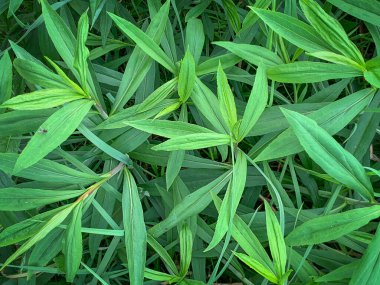 Doğal yeşil yapraklı doku arka planı, seçici odaklanma. Yüksek kalite fotoğraf