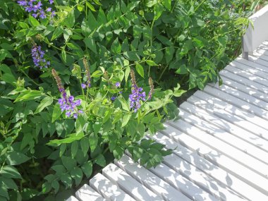 Kopya uzayı ve Galega orientalis, fodder galega, doğu galega, seçici odak. Yüksek kalite fotoğraf