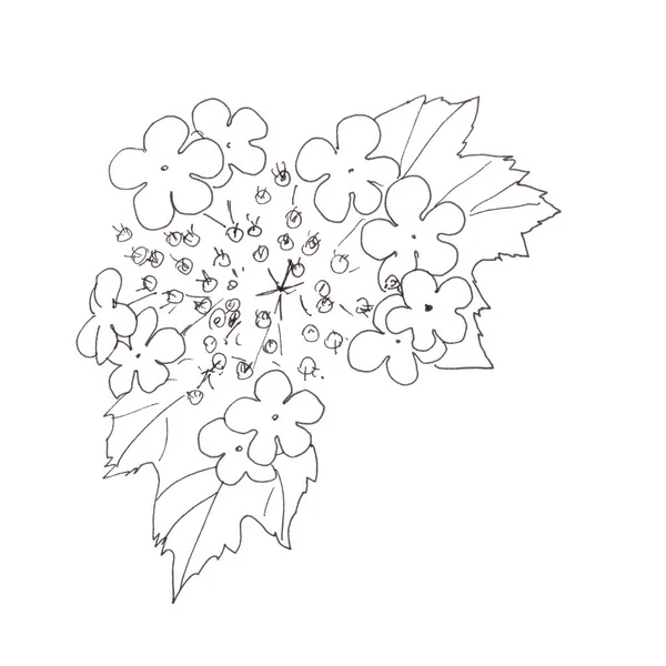 Цветущий Вибурнум Графический Черно Белый Ботанический Рисунок Белом Фоне Высокое — стоковое фото