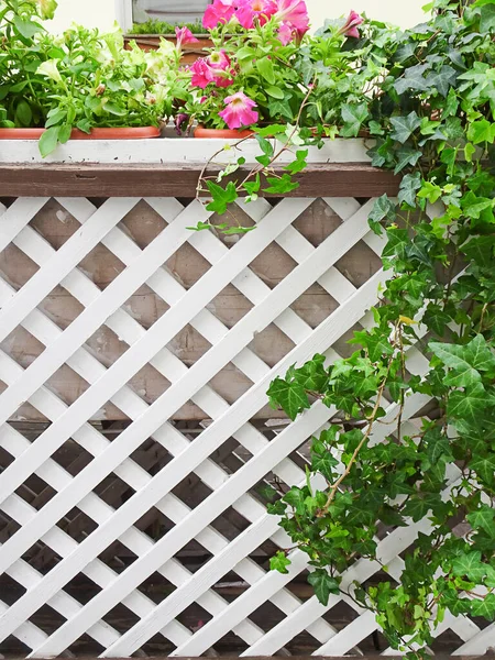 Ivy White Wooden Trellis Copy Space Selective Focus High Quality — Stock Photo, Image