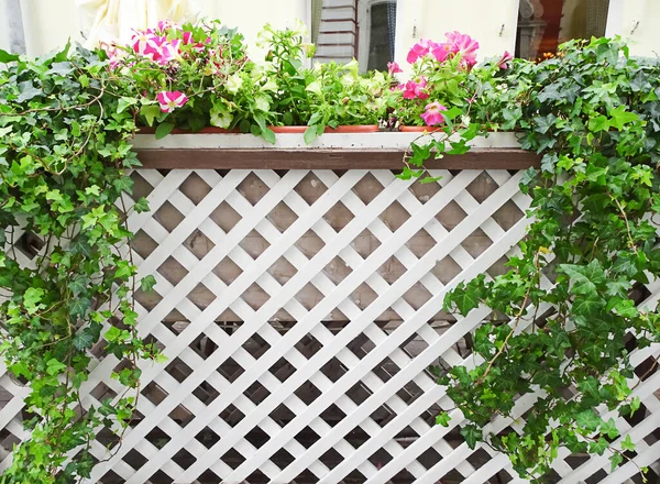 Ivy White Wooden Trellis Copy Space Selective Focus High Quality — Stock Photo, Image