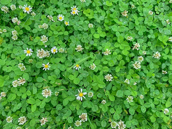 Natürlicher Grashintergrund Mit Weißen Kleeblumen Hochwertiges Foto — Stockfoto