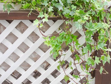 Sarmaşık ve beyaz ahşap kafes, kopyalama alanı, seçici odak. Yüksek kalite fotoğraf