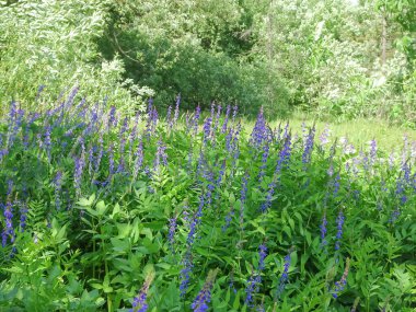 Galega orientalis, fodder galega, doğu galega, seçici odak. Yüksek kalite fotoğraf