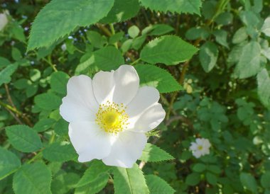 Beyaz gül kalçalı, arka planda bulanık, seçici odaklı. Yüksek kalite fotoğraf