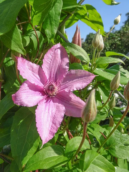 Розовый Клематис Цветок Зеленом Естественном Фоне Высокое Качество Фото — стоковое фото