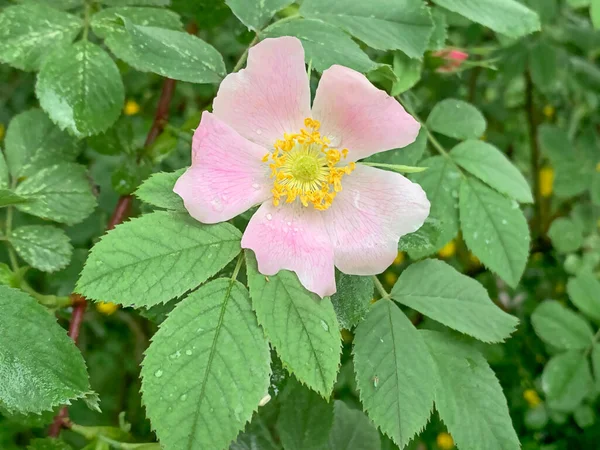 Rózsaszín Rózsa Csípő Virág Természetes Zöld Háttér Kiváló Minőségű Fénykép Jogdíjmentes Stock Fotók