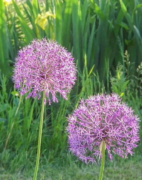 Lila Allium Giganteum Gömb Alakú Gyönyörű Virágok Homályos Kerti Háttérrel Stock Kép