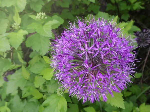 Purple Allium Giganteum Esféricas Hermosas Flores Sobre Fondo Borroso Jardín —  Fotos de Stock